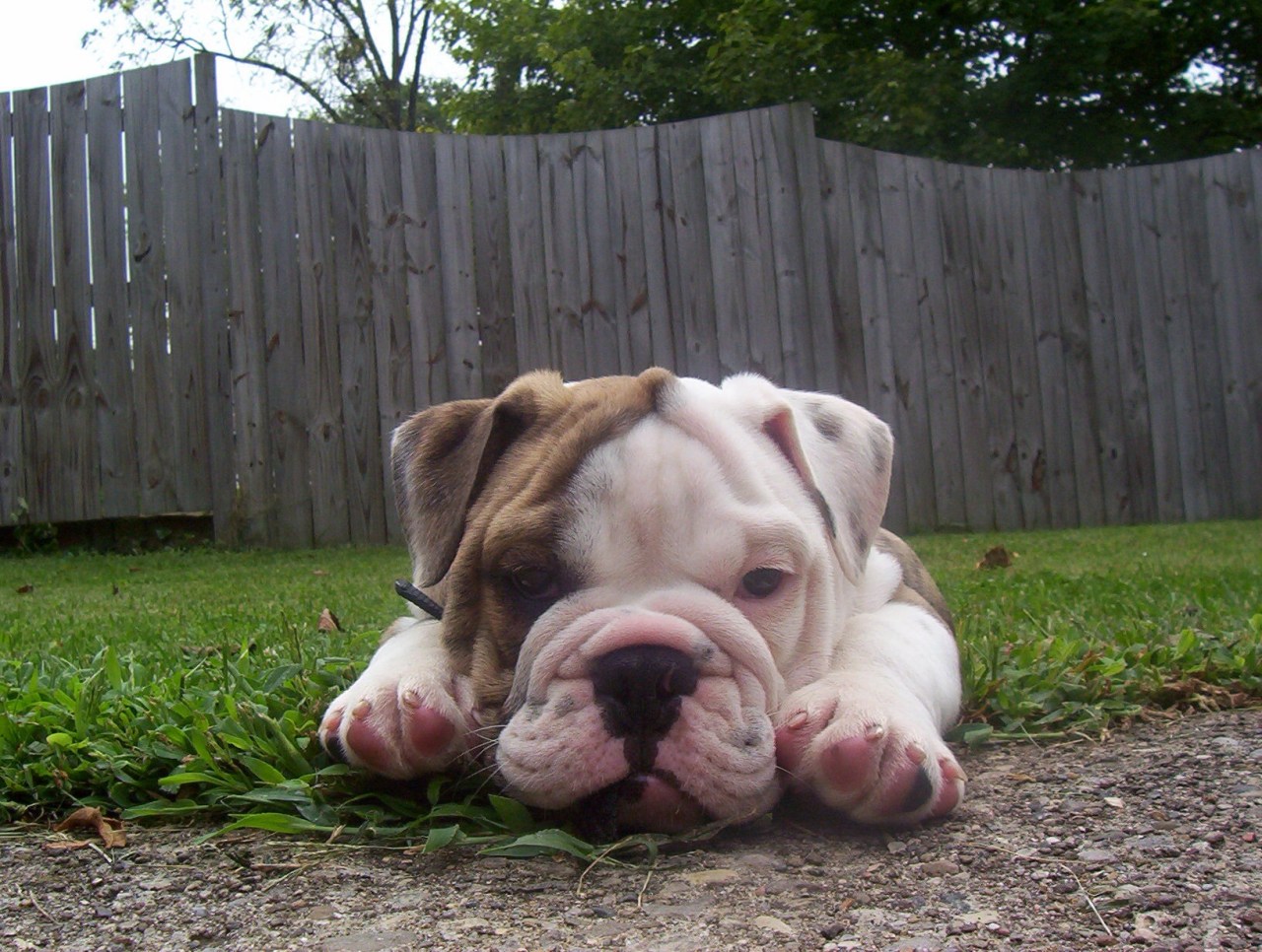 Rufus' 1st Week Home